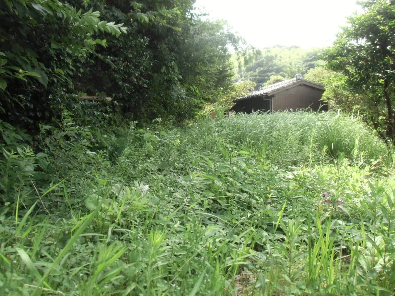 手つかずの空き地の除草 福岡・熊本で雑草の除草や庭木の剪定ならグリーンアップ